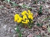 fleurs jaunes
